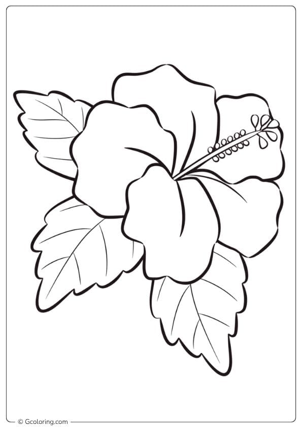 Learning Blooms Hibiscus Flower Coloring Page