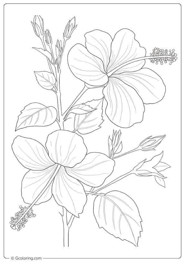 Playful Petals Hibiscus Flower Coloring Page