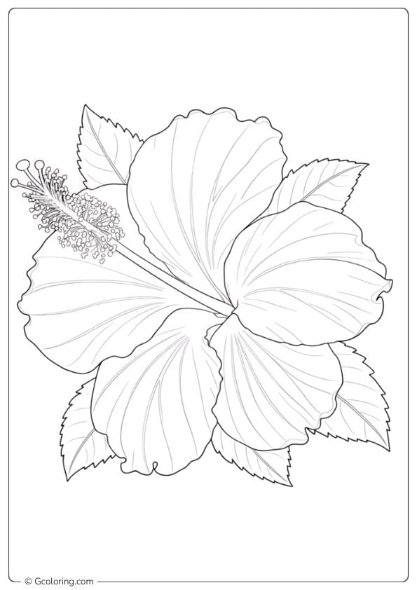 Timeless Grace Hibiscus Flower Coloring Page