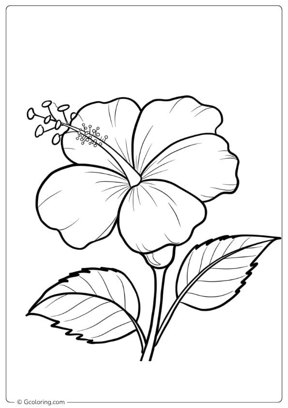 Tropical Charm Hibiscus Flower Coloring Page