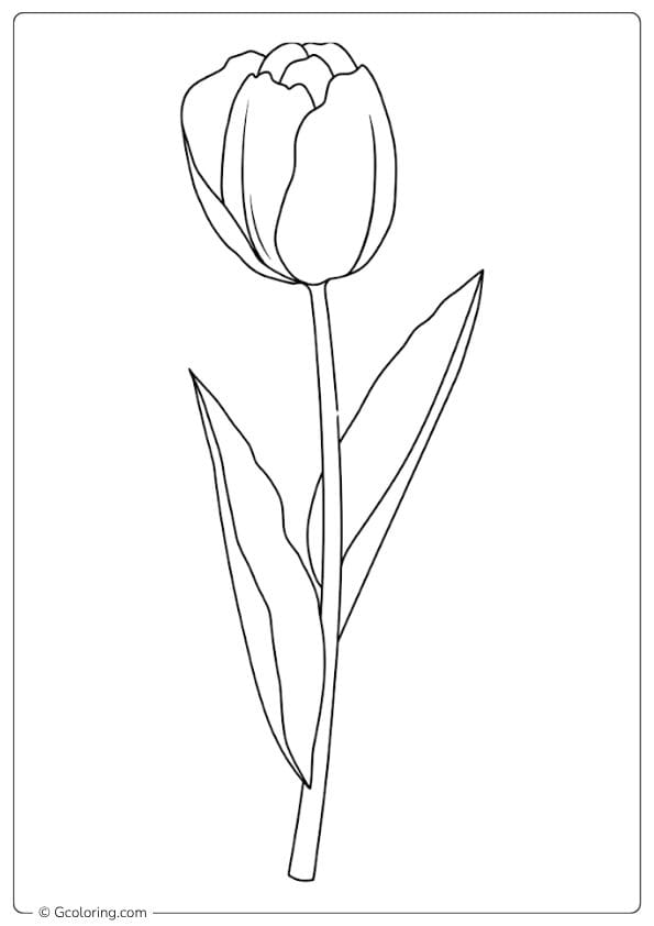 tulip coloring pages single tulip