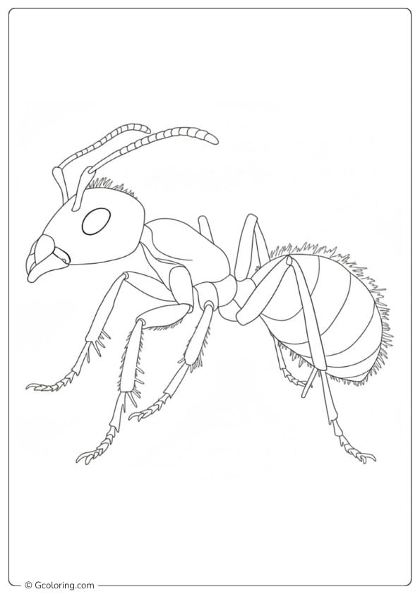 Ant coloring page realistic ant detailed drawing