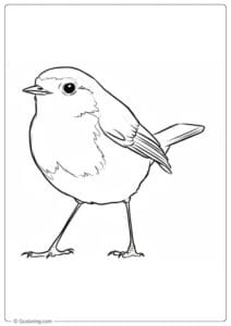Basic Robin Coloring Pages Clean White Background