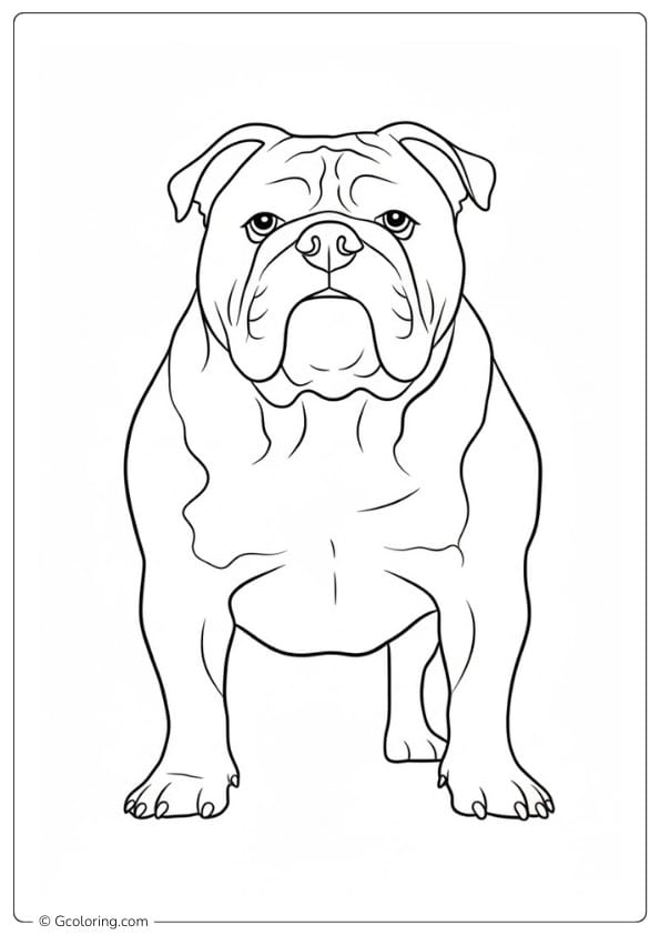 Bulldog coloring page realistic bulldog strong body stance