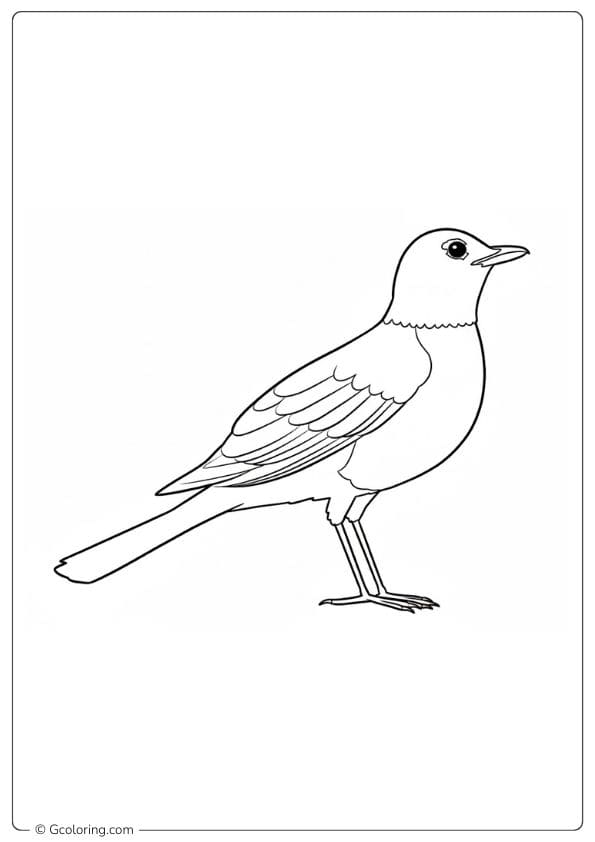 Clean White Background Robin Coloring Pages