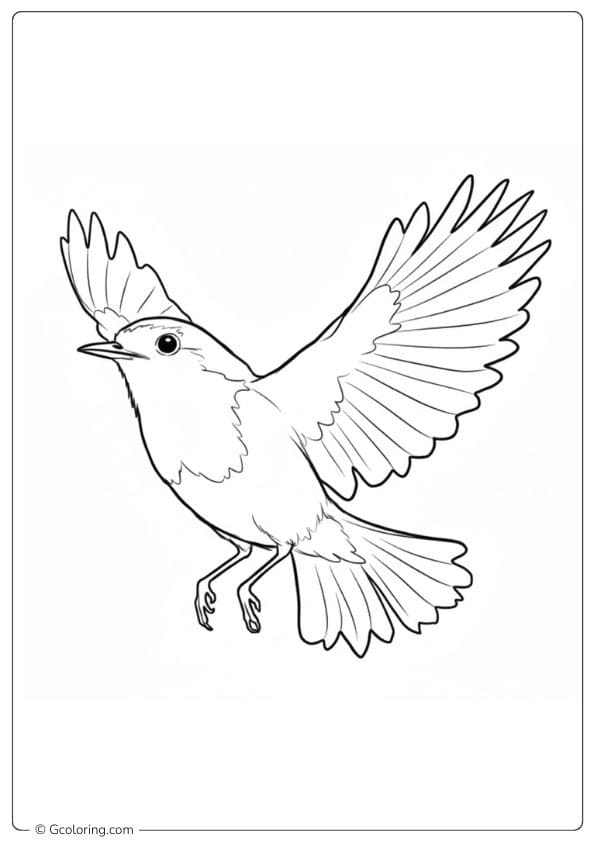 Robin Coloring Pages Basic Bird Sketch for Beginners