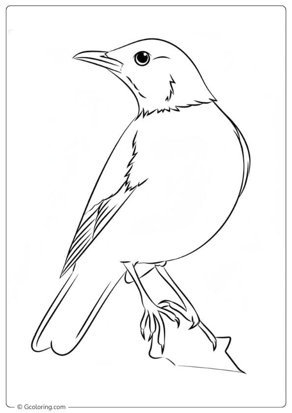 Robin Coloring Pages Easy Bird Sketch