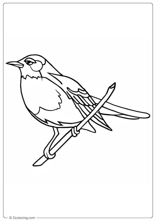 Robin bird perched on a branch coloring pages